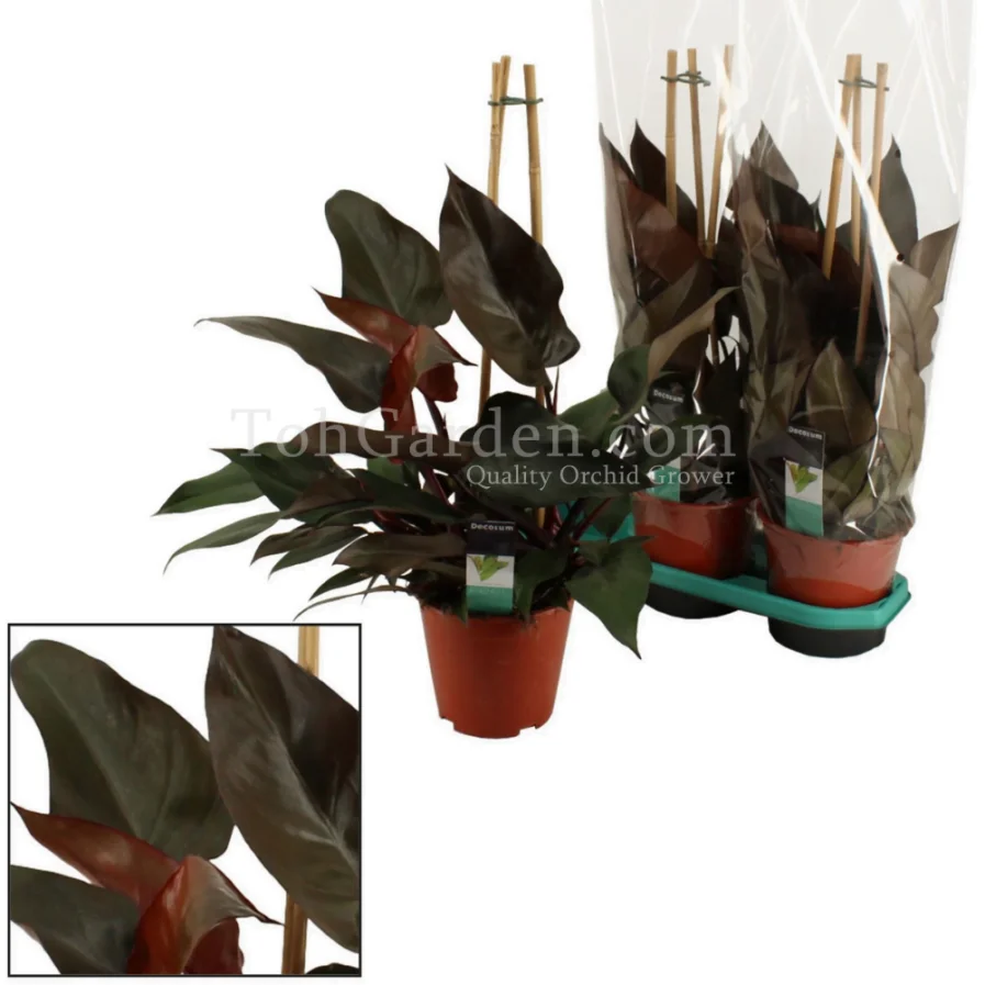 Philodendron Ruby Piramide