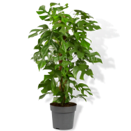 Philodendron minima