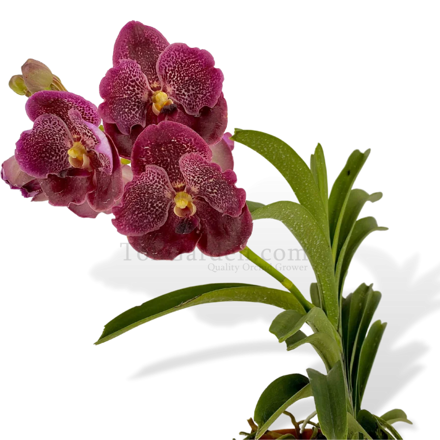 Vanda Hybrid in Cray Pot