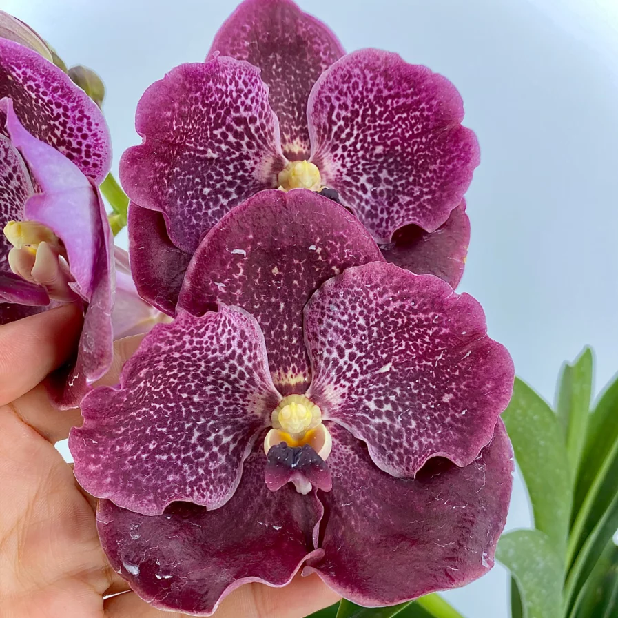 Vanda Hybrid in Cray Pot