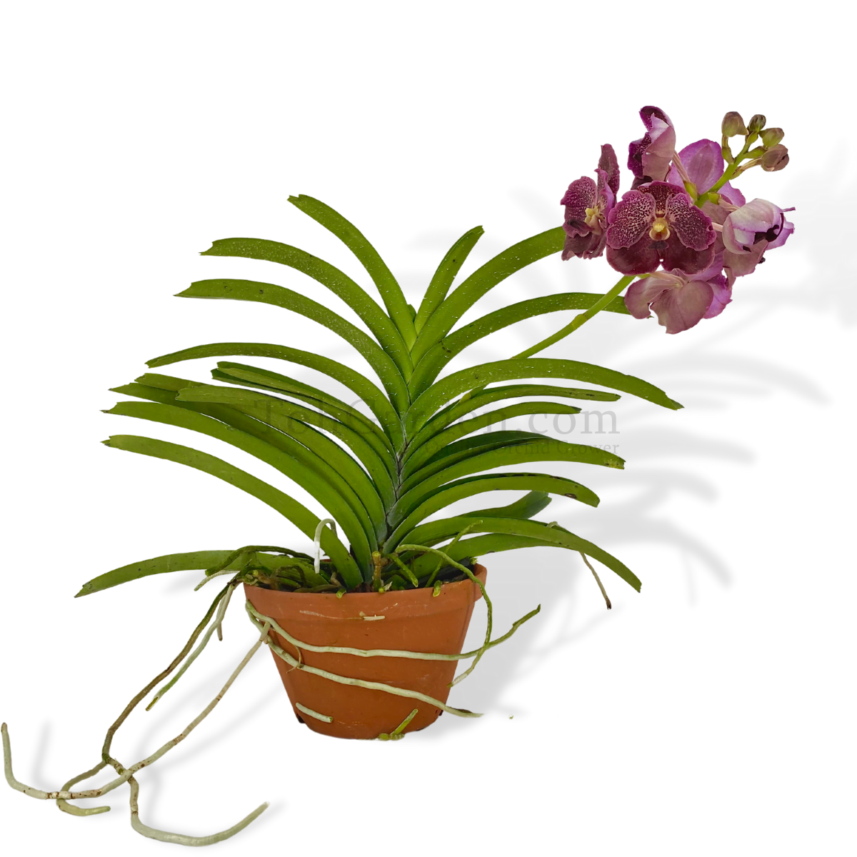 Vanda Hybrid in Clay Pot - Toh Garden : Singapore Orchid Plant & Flower  Grower