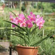 Papilionanda Chua Chu Kang (2015)