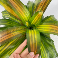 Neoregelia 'Margaret'