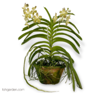 Vanda Doctor Goh Keng Swee (Vintage Yellow)