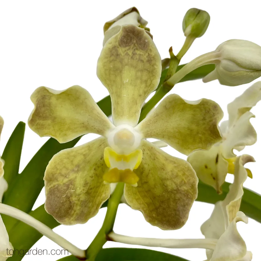 Vanda Doctor Goh Keng Swee (Vintage Yellow)