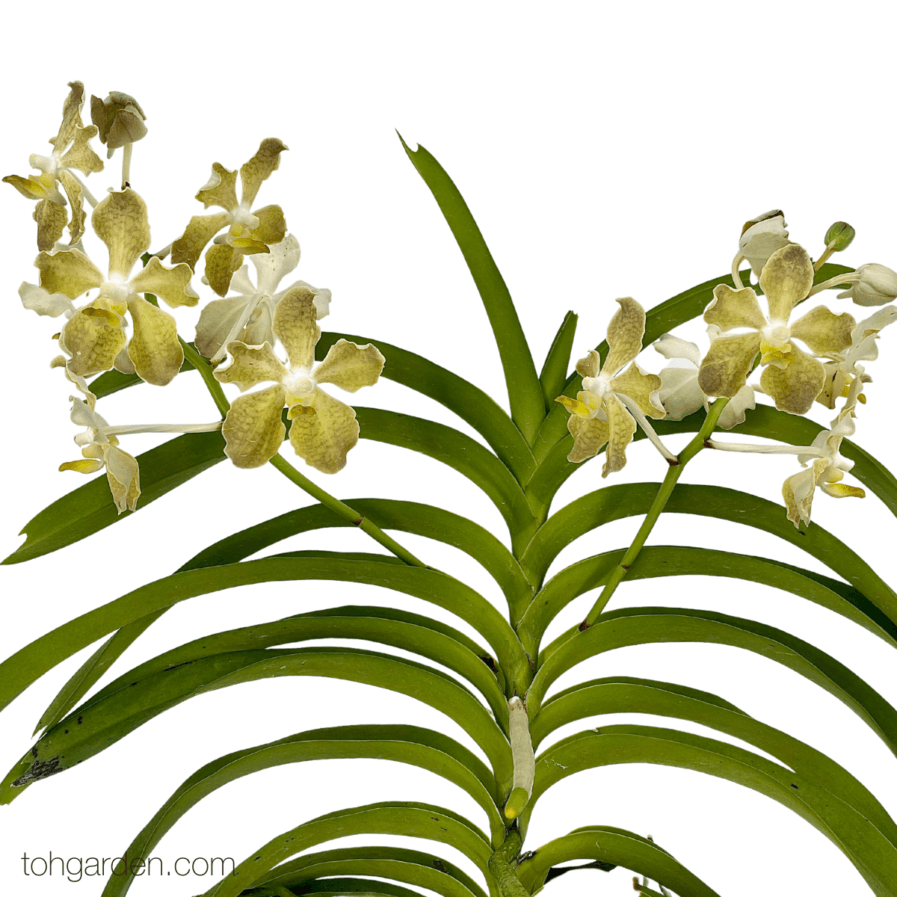 Vanda Doctor Goh Keng Swee (Vintage Yellow)