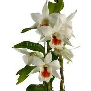 Dendrobium Dawn Maree (1983)