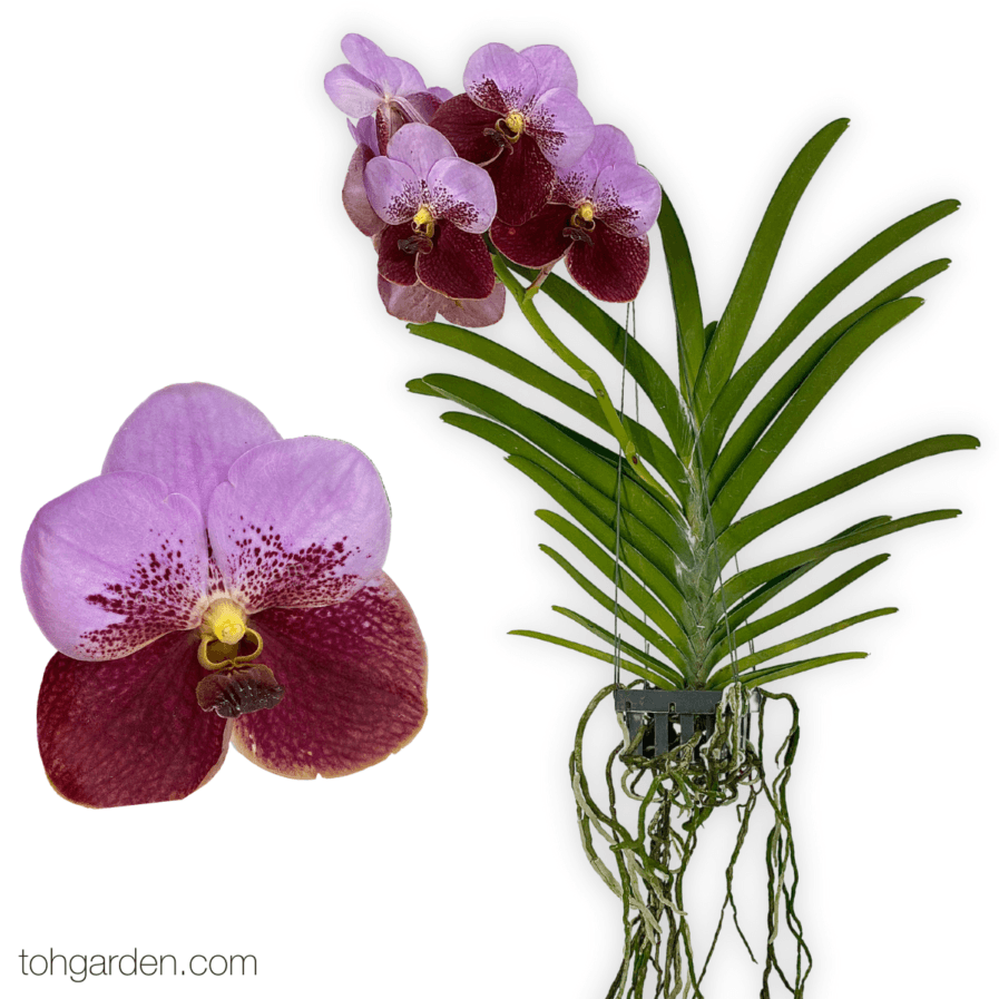 Hanging Vanda Sanderiana Hybrid