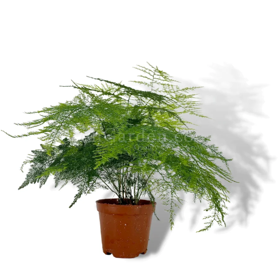 Asparagus Fern (文竹)