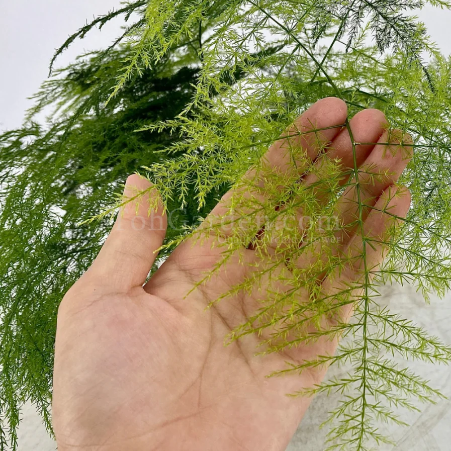 Asparagus Fern (文竹)