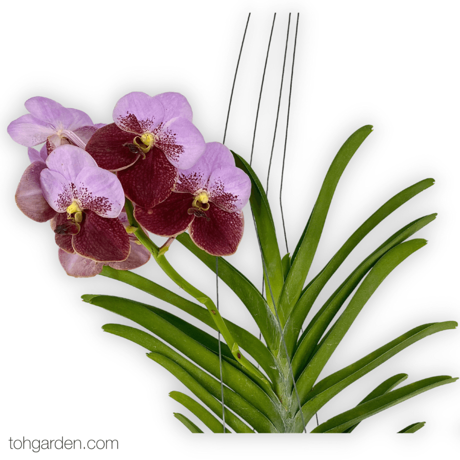 Hanging Vanda Sanderiana Hybrid