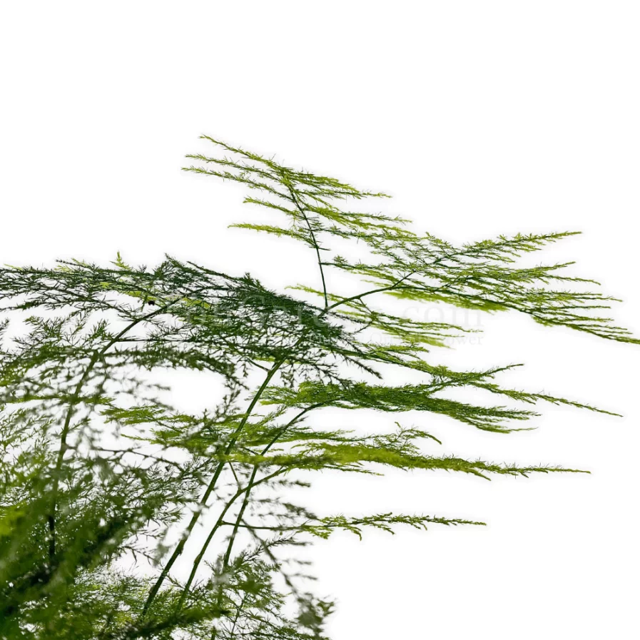 Asparagus Fern (文竹)