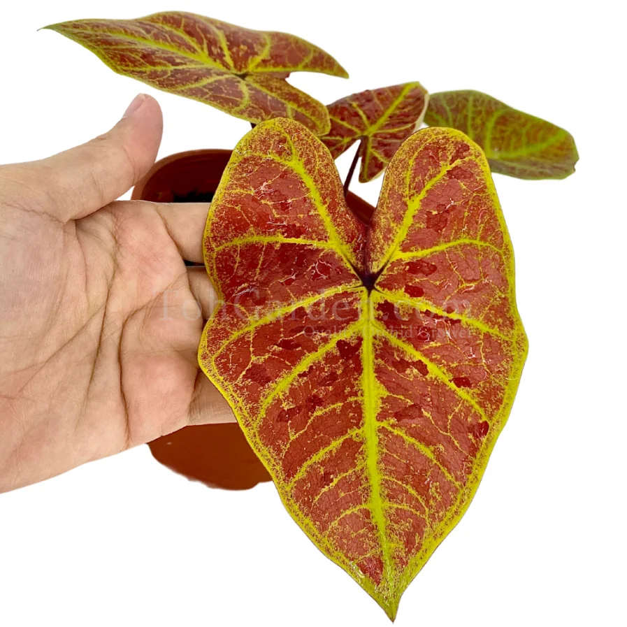 Caladium Neon (彩叶芋)