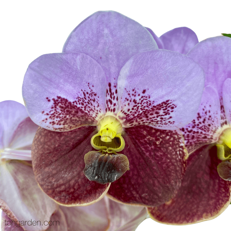 Hanging Vanda Sanderiana Hybrid