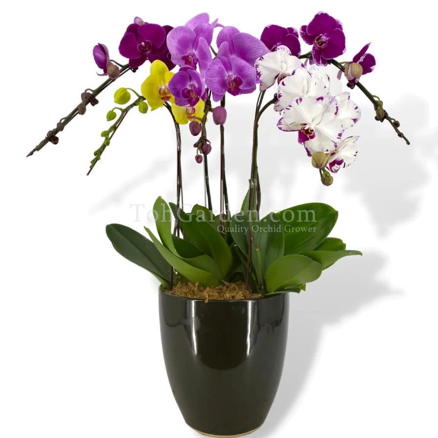 Multicolor Phalaenopsis Orchids Combination (5-in-1 )