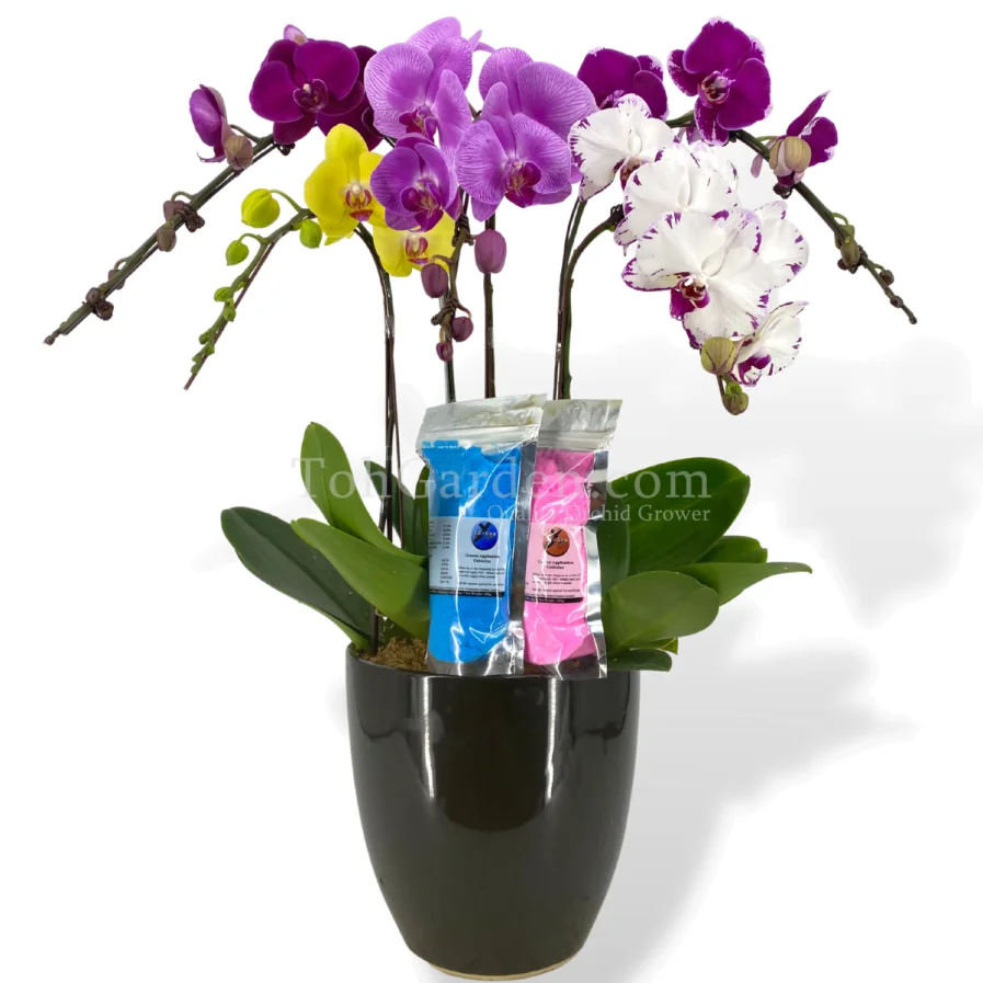 Multicolor Phalaenopsis Orchids Combination (5-in-1 )