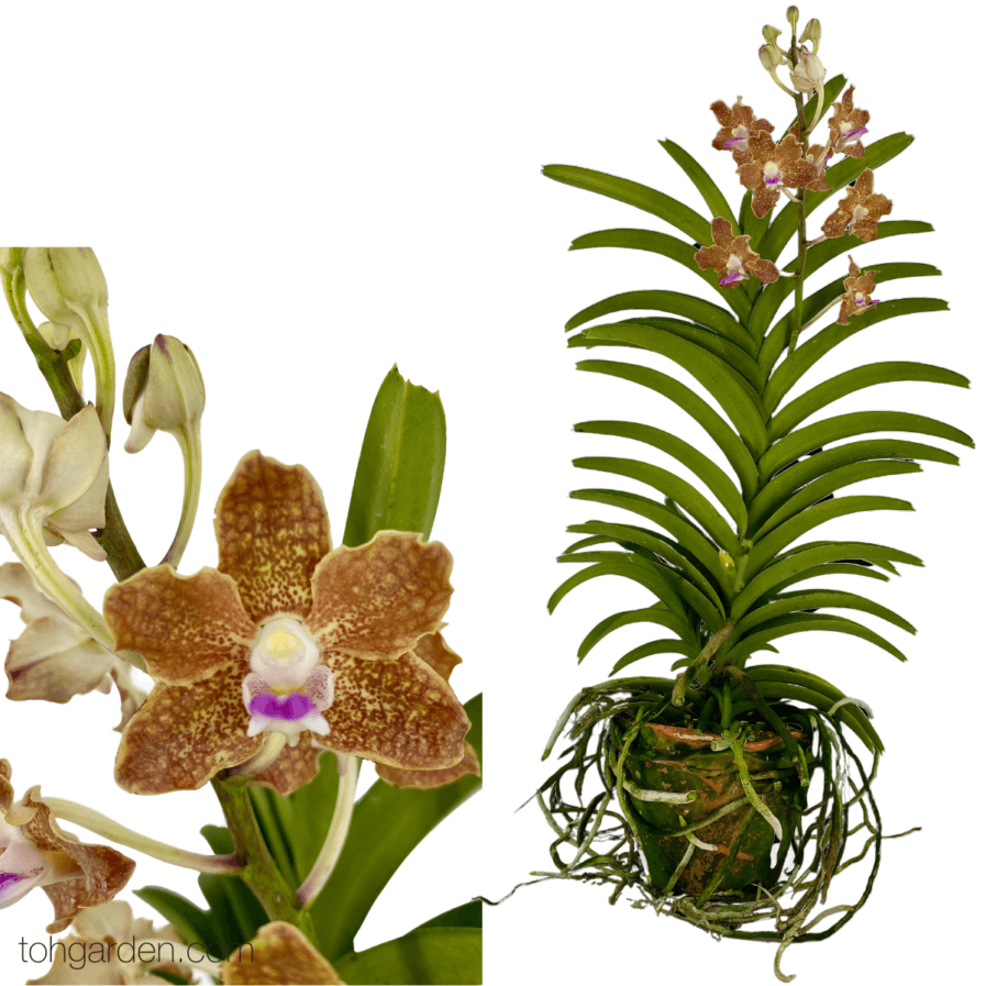 Vanda Mimi Palmer hybrid (New)