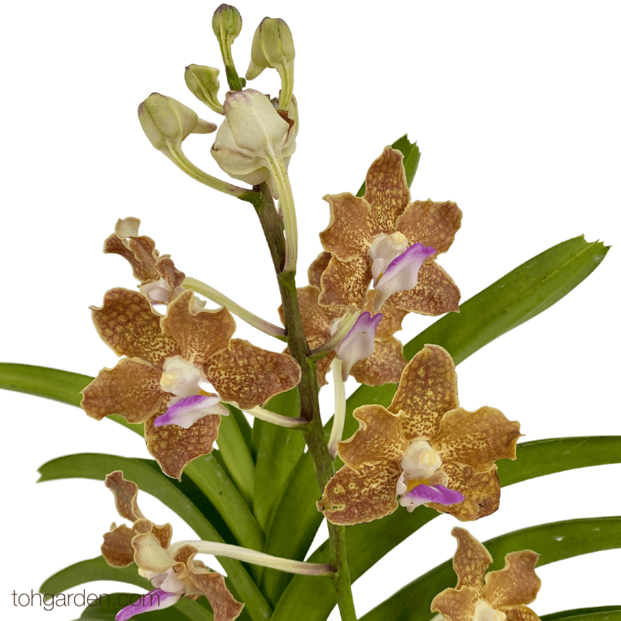 Vanda Mimi Palmer hybrid (New)