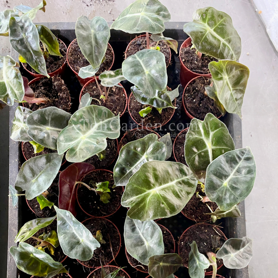 Alocasia Polly (Young Plant)