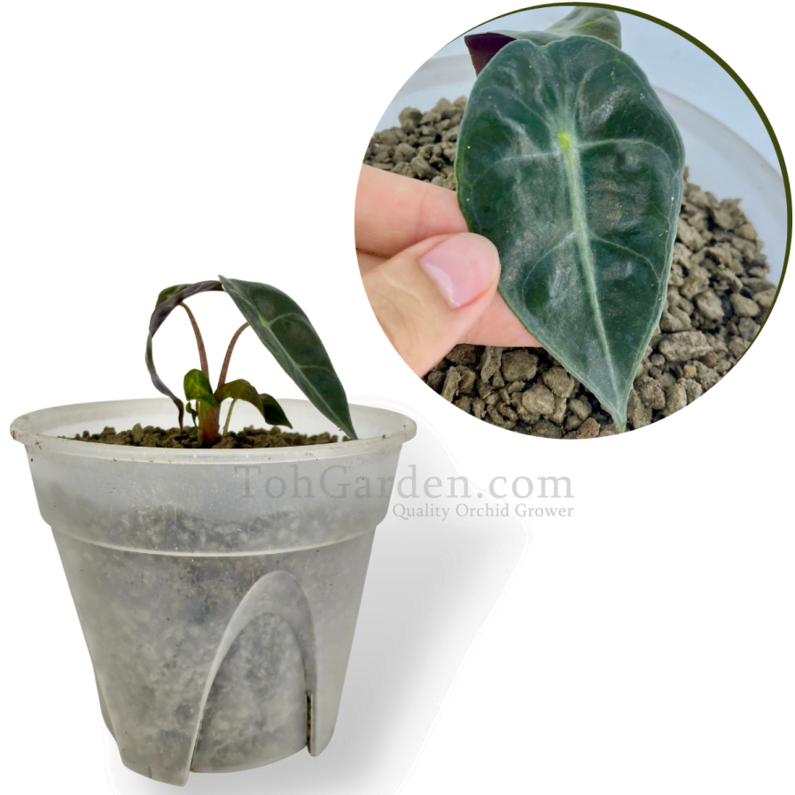 Alocasia Polly (Young Plant)