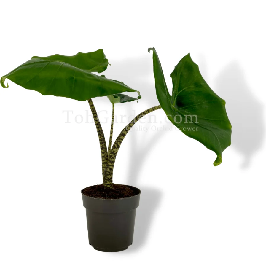 Alocasia zebrina Little Zebrina