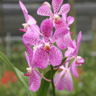 Aranda Christine