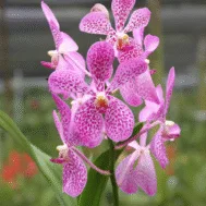 Aranda Christine