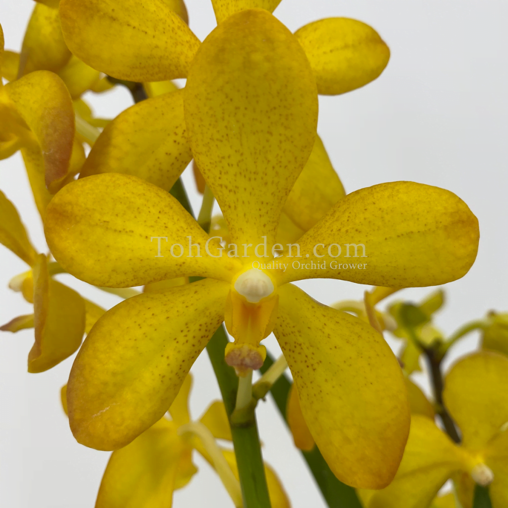 Orchids Arrangement & Plants Arrangement & Flowers Arrangement Toh