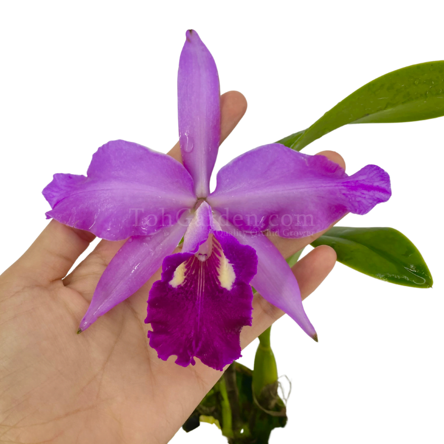 Cattlianthe Gay Wan Guay Large Purple