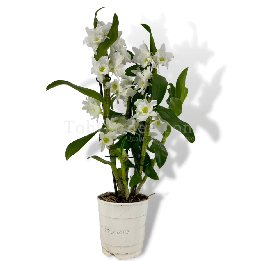 Dendrobium Nobile White