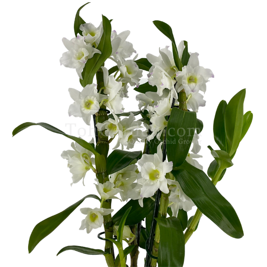 Dendrobium Nobile White