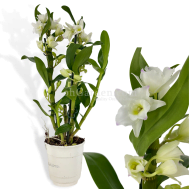 Dendrobium Nobile White in Plastic Pot