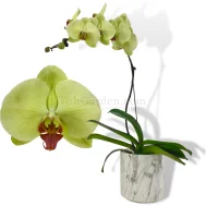 Green Phalaenopsis