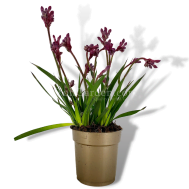 Kangaroo Paws Red 'Anigozanthos'