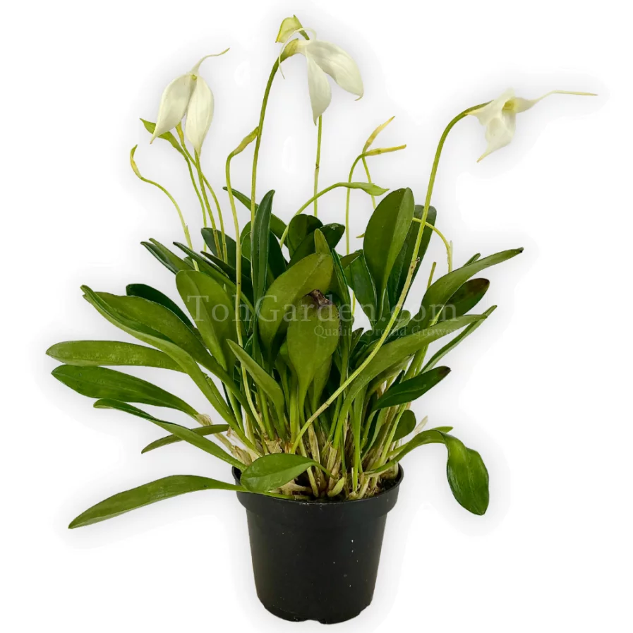 Masdevallia coccinea alba