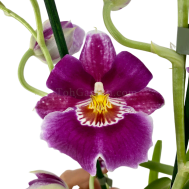 Miltonia