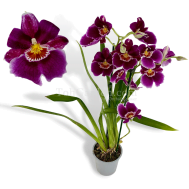 Miltoniopsis hybrids (Large Flowers)