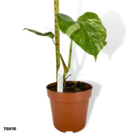 Monstera Borsigiana Albo Variegata TG010