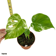Monstera Borsigiana Albo Variegata TG018