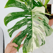 Variegated Monstera Borsigiana “Swiss Cheese Plant”