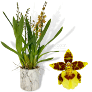 Odontocidium Hybrid in Marble Pot