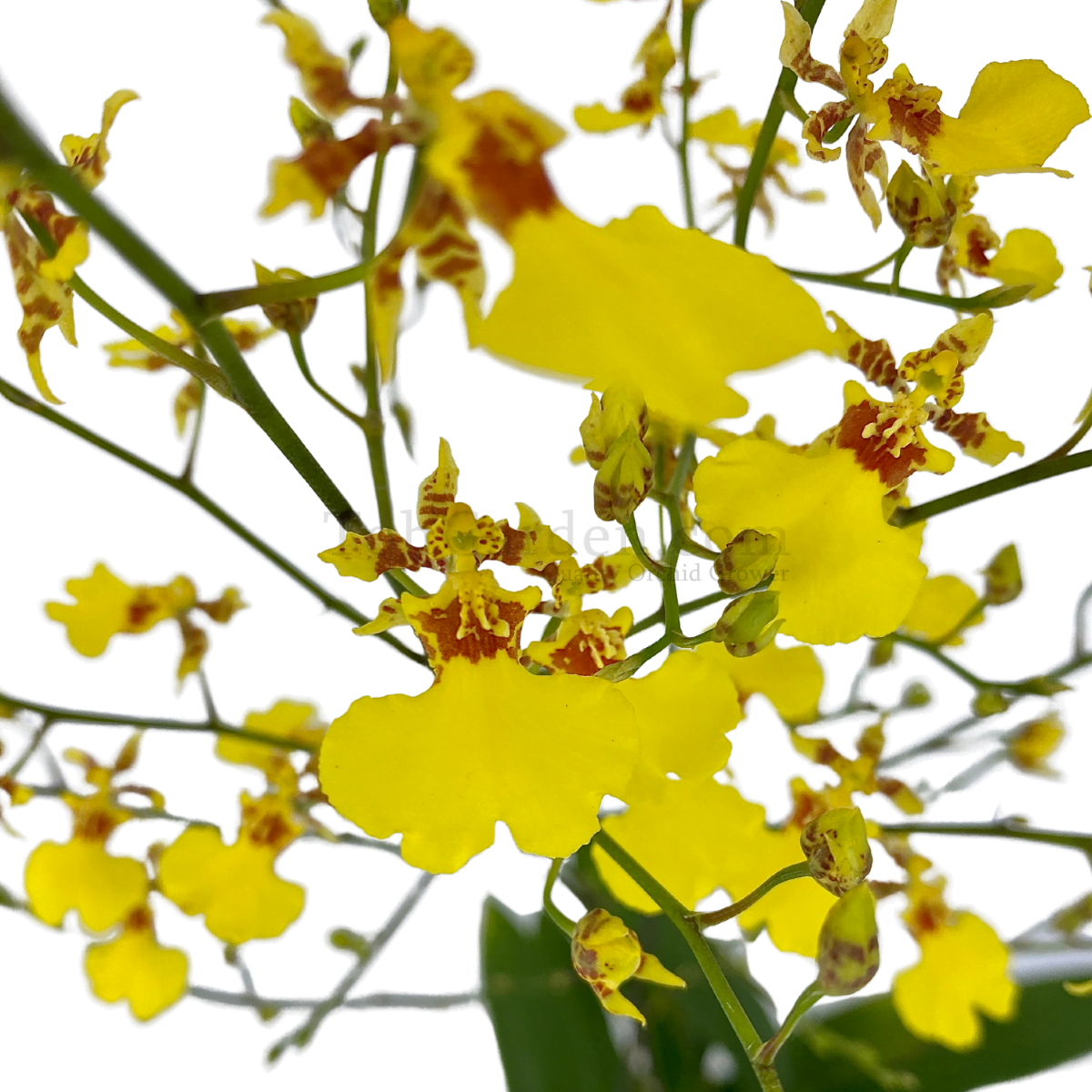 Oncidium Golden Shower Toh Garden Singapore Orchid Plant And Flower