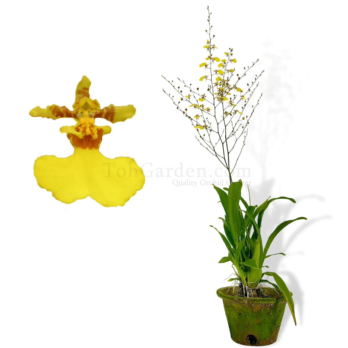 Oncidium Golden Shower