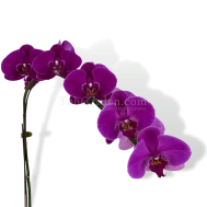 Phalaenopsis Dark Purple