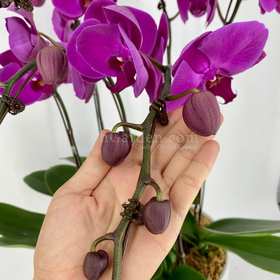Phalaenopsis Dark Purple