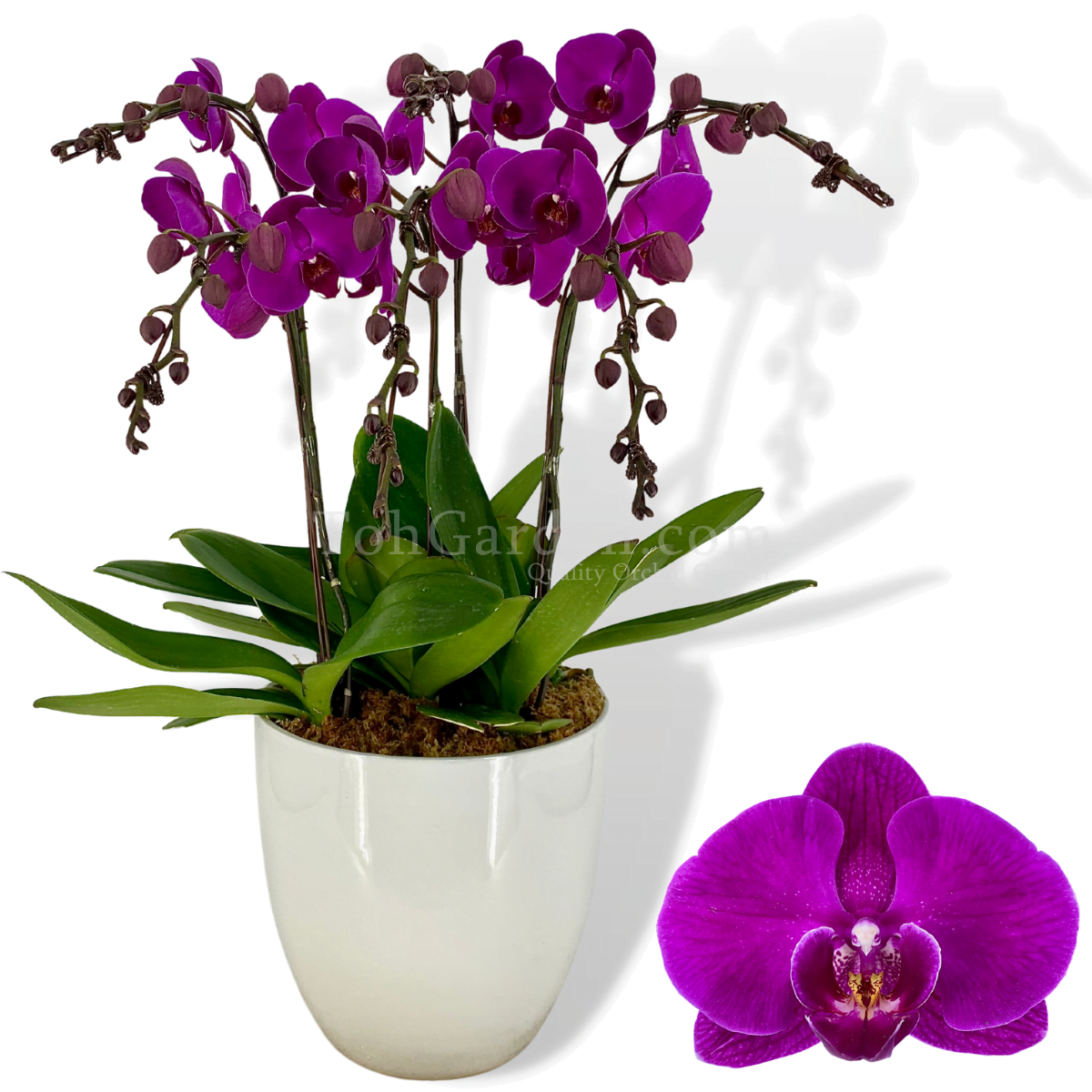 Phalaenopsis Purple Arrangement - Toh Garden : Singapore Orchid Plant &  Flower Grower