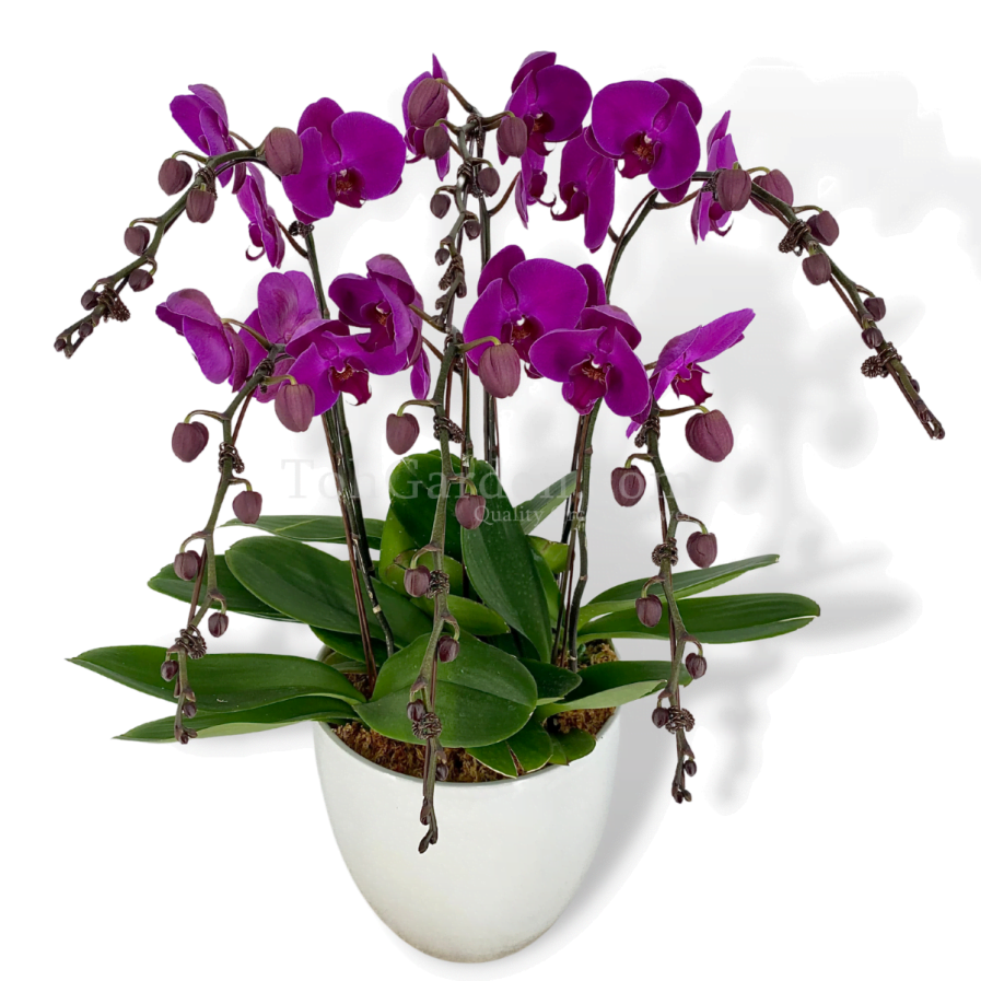 Phalaenopsis Dark Purple Arrangement (5 in 1)