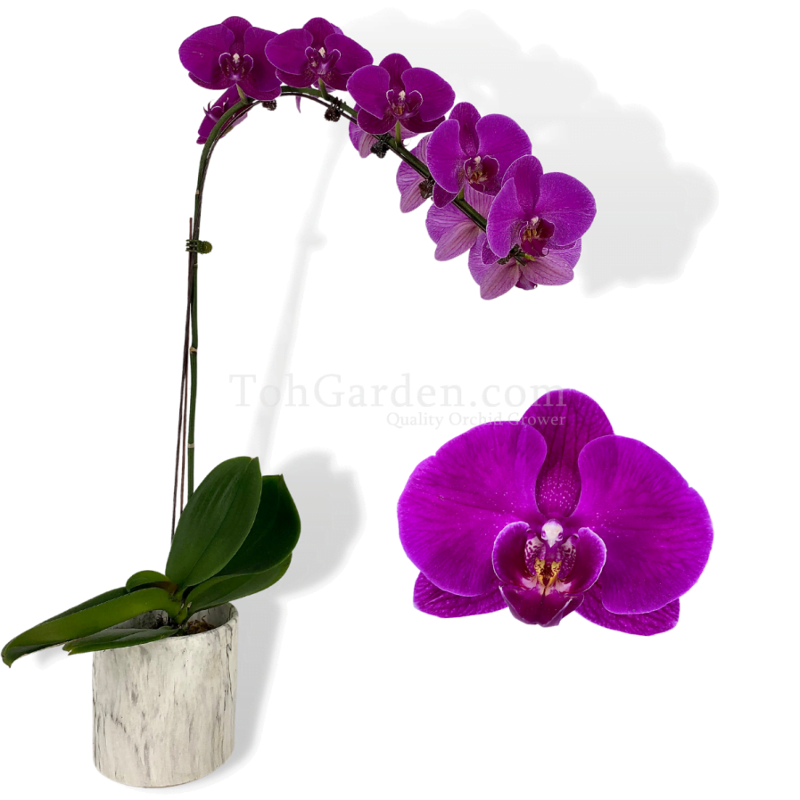 Phalaenopsis Dark Purple in Marble Pot