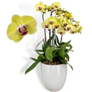 Phalaenopsis Yellow Arrangement (6 in 1)