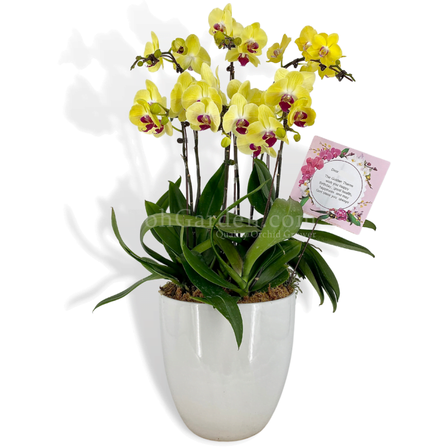 Phalaenopsis Yellow Arrangement (6 in 1)